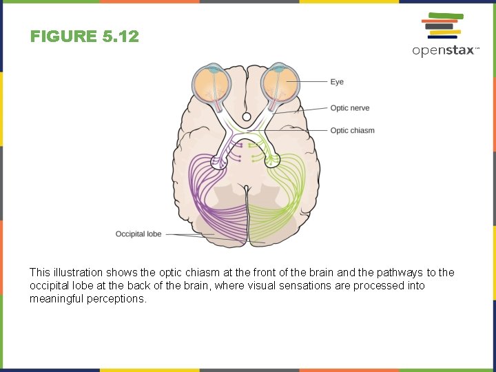 FIGURE 5. 12 This illustration shows the optic chiasm at the front of the