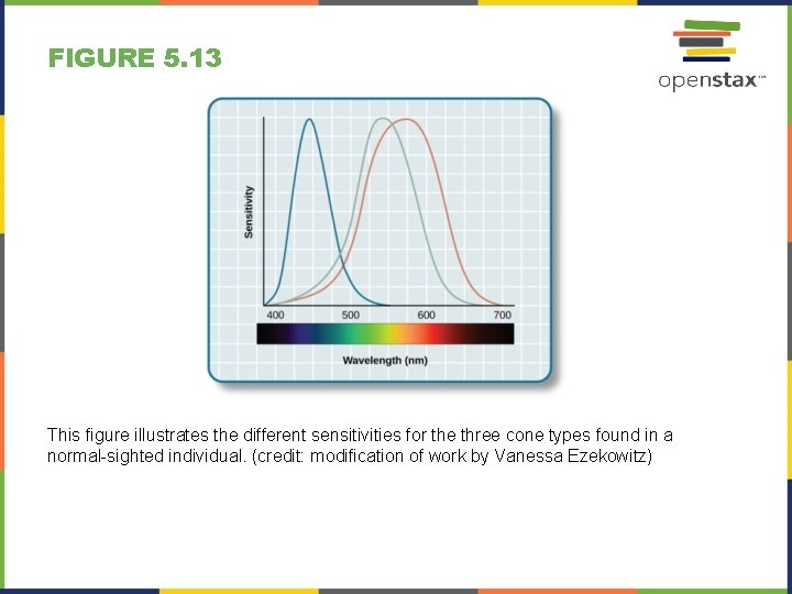 FIGURE 5. 13 This figure illustrates the different sensitivities for the three cone types