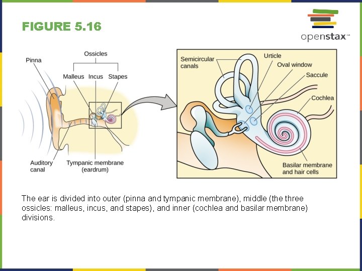 FIGURE 5. 16 The ear is divided into outer (pinna and tympanic membrane), middle