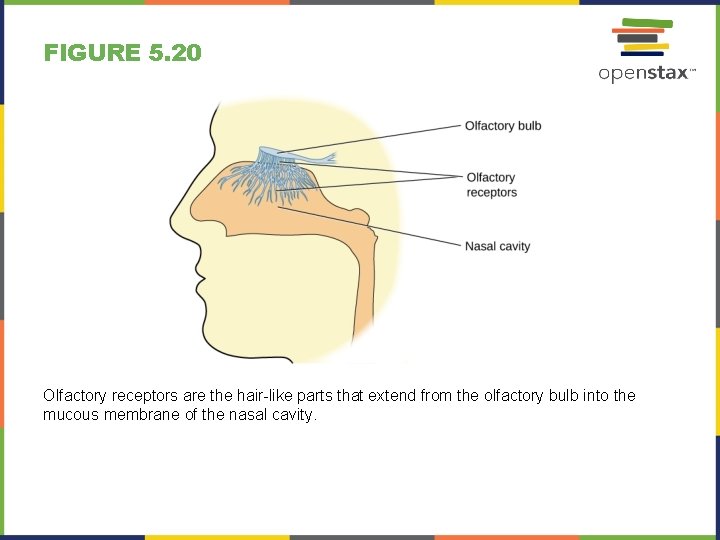 FIGURE 5. 20 Olfactory receptors are the hair-like parts that extend from the olfactory
