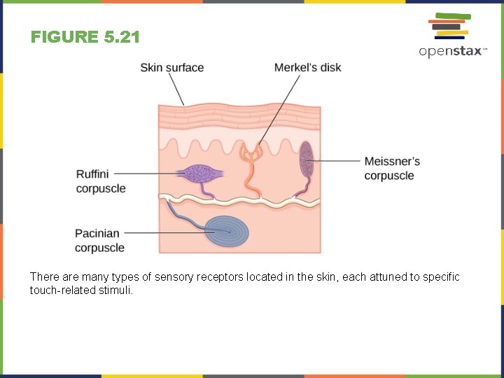 FIGURE 5. 21 There are many types of sensory receptors located in the skin,