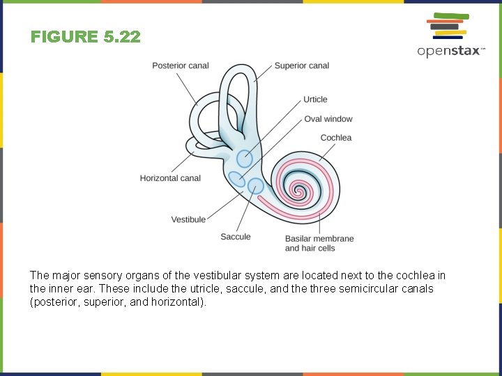 FIGURE 5. 22 The major sensory organs of the vestibular system are located next