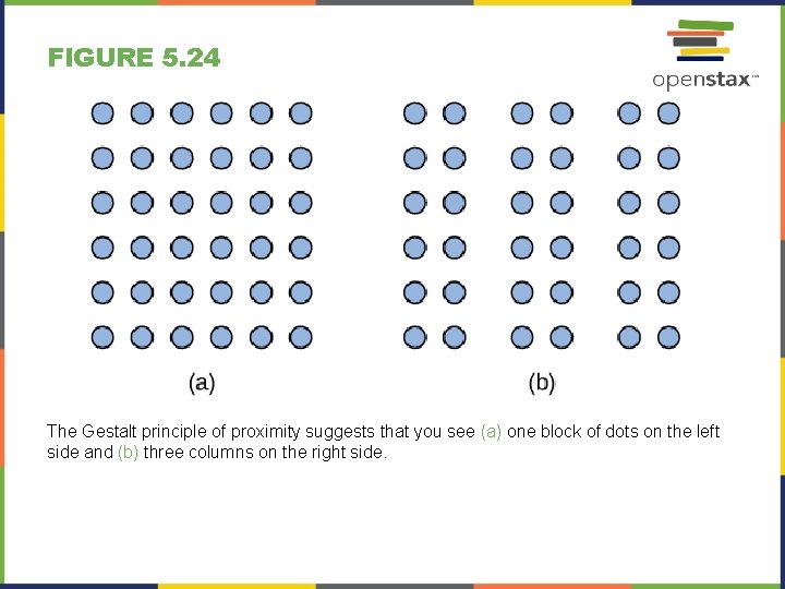 FIGURE 5. 24 The Gestalt principle of proximity suggests that you see (a) one