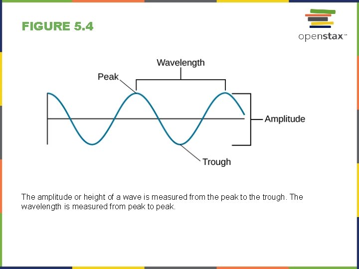 FIGURE 5. 4 The amplitude or height of a wave is measured from the