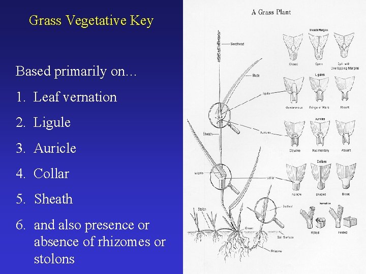 Grass Vegetative Key Based primarily on… 1. Leaf vernation 2. Ligule 3. Auricle 4.