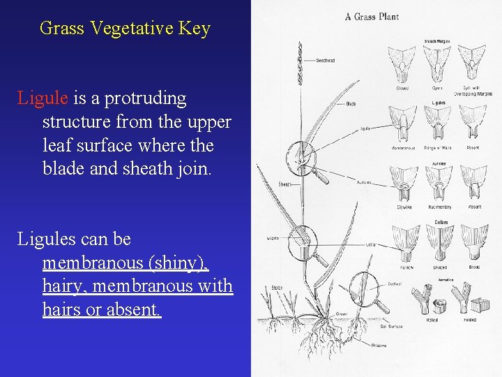 Grass Vegetative Key Ligule is a protruding structure from the upper leaf surface where