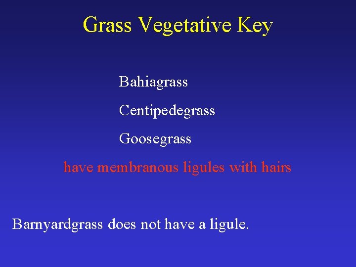 Grass Vegetative Key Bahiagrass Centipedegrass Goosegrass have membranous ligules with hairs Barnyardgrass does not