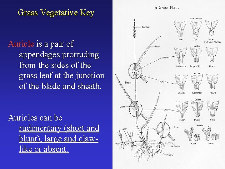 Grass Vegetative Key Auricle is a pair of appendages protruding from the sides of