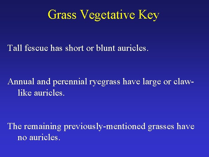 Grass Vegetative Key Tall fescue has short or blunt auricles. Annual and perennial ryegrass