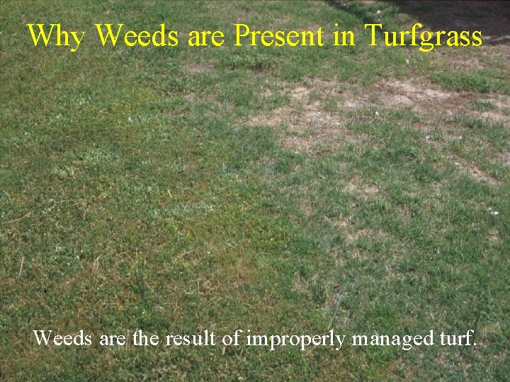 Why Weeds are Present in Turfgrass Weeds are the result of improperly managed turf.