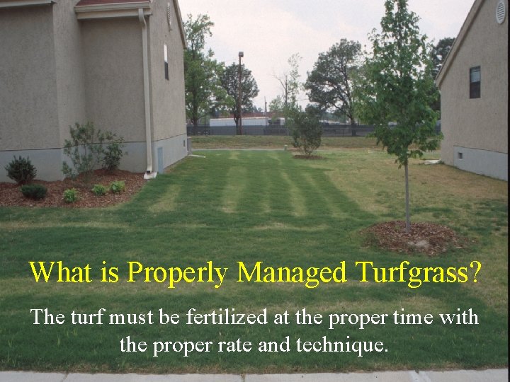 What is Properly Managed Turfgrass? The turf must be fertilized at the proper time