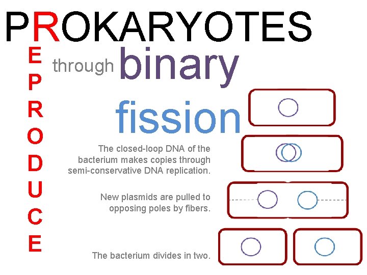 PROKARYOTES binary fission E through P R O The closed-loop DNA of the bacterium PROKARYOTES binary fission E through P R O The closed-loop DNA of the bacterium