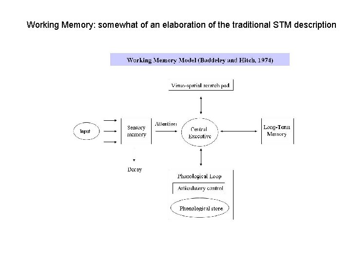 Working Memory: somewhat of an elaboration of the traditional STM description Working Memory: somewhat of an elaboration of the traditional STM description