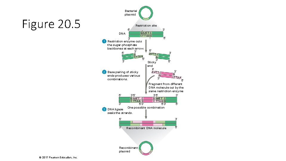 Bacterial plasmid Figure 20. 5 Restriction site 5′ 3′ GA AT T C CT