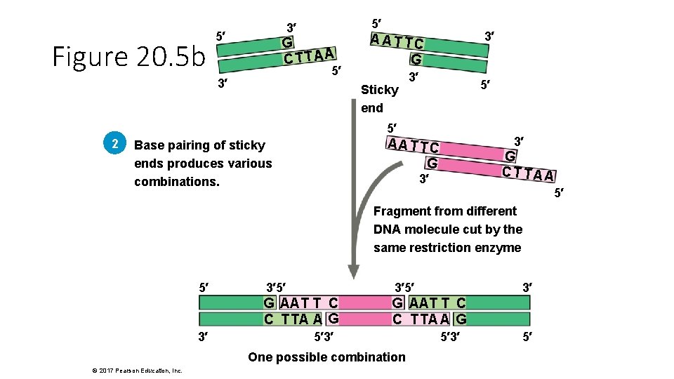 Figure 20. 5 b 5′ 3′ 5′ G CTTAA 5′ 3′ 3′ A AT