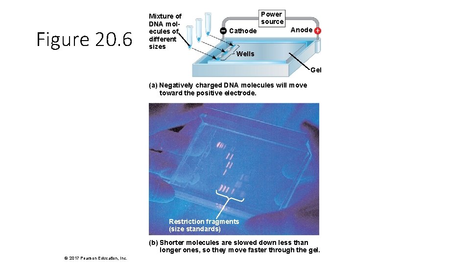 Figure 20. 6 Mixture of DNA molecules of different sizes Power source Cathode Anode