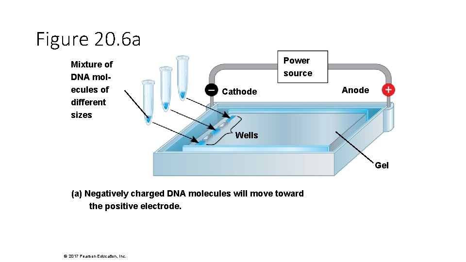 Figure 20. 6 a Mixture of DNA molecules of different sizes Power source Cathode