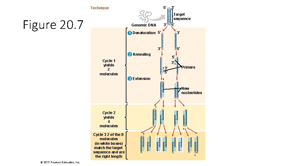 5′ Technique 3′ Target sequence Figure 20. 7 3′ Genomic DNA 5′ 1 Denaturation