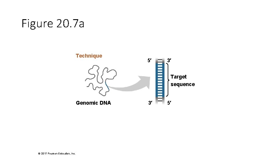 Figure 20. 7 a Technique 5′ 3′ Target sequence Genomic DNA © 2017 Pearson