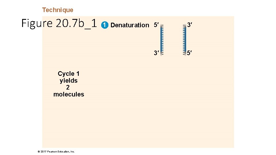 Technique Figure 20. 7 b_1 Cycle 1 yields 2 molecules © 2017 Pearson Education,