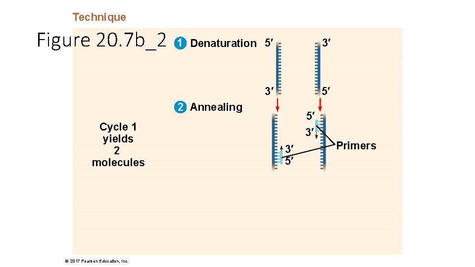 Technique Figure 20. 7 b_2 1 Denaturation 5′ 3′ 3′ 5′ 2 Annealing Cycle