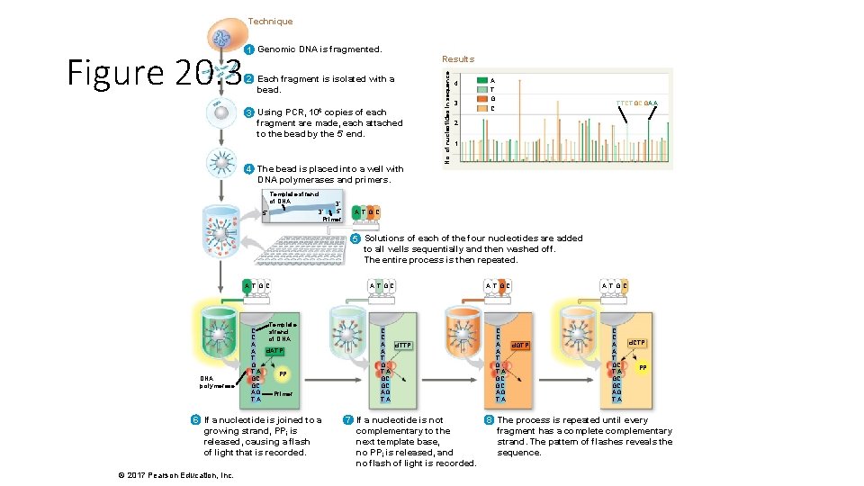 Technique 2 Each fragment is isolated with a bead. 3 Using PCR, 106 copies