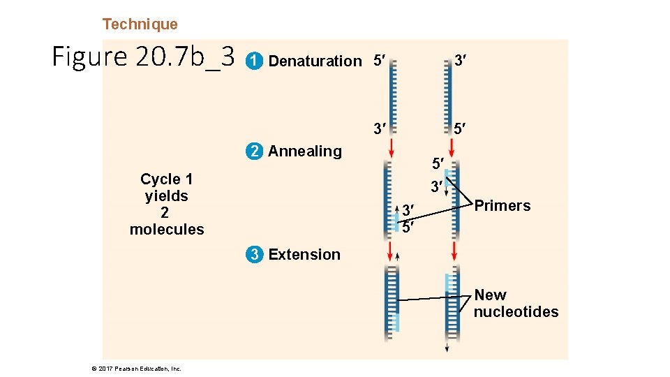 Technique Figure 20. 7 b_3 1 Denaturation 5′ 3′ 3′ 5′ 2 Annealing Cycle