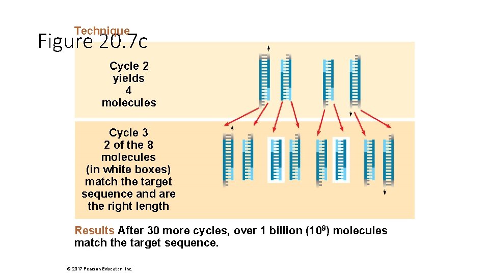 Technique Figure 20. 7 c Cycle 2 yields 4 molecules Cycle 3 2 of