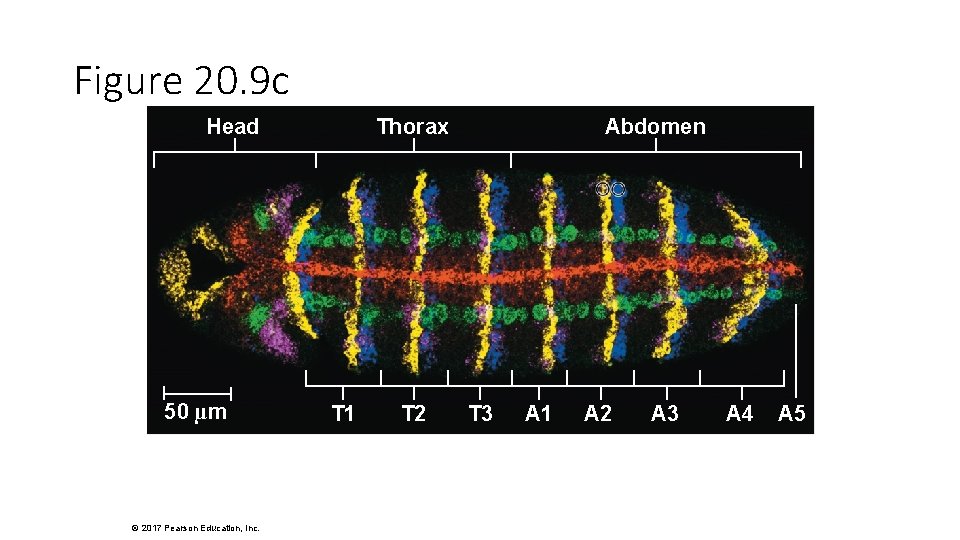 Figure 20. 9 c Head 50 µm © 2017 Pearson Education, Inc. Thorax T