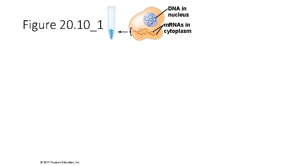 Figure 20. 10_1 © 2017 Pearson Education, Inc. DNA in nucleus m. RNAs in