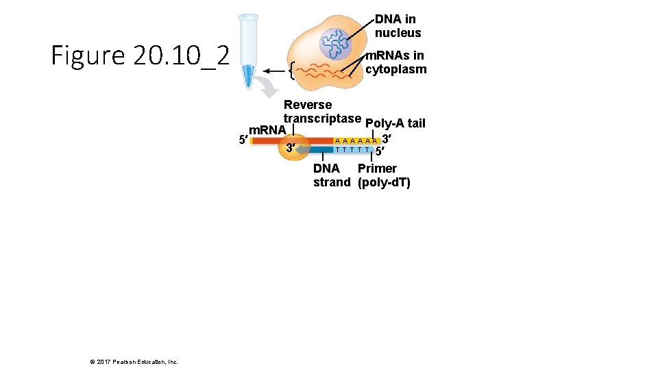 Figure 20. 10_2 DNA in nucleus m. RNAs in cytoplasm Reverse transcriptase Poly-A tail