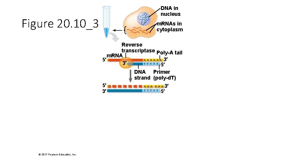 DNA in nucleus Figure 20. 10_3 m. RNAs in cytoplasm Reverse transcriptase Poly-A tail