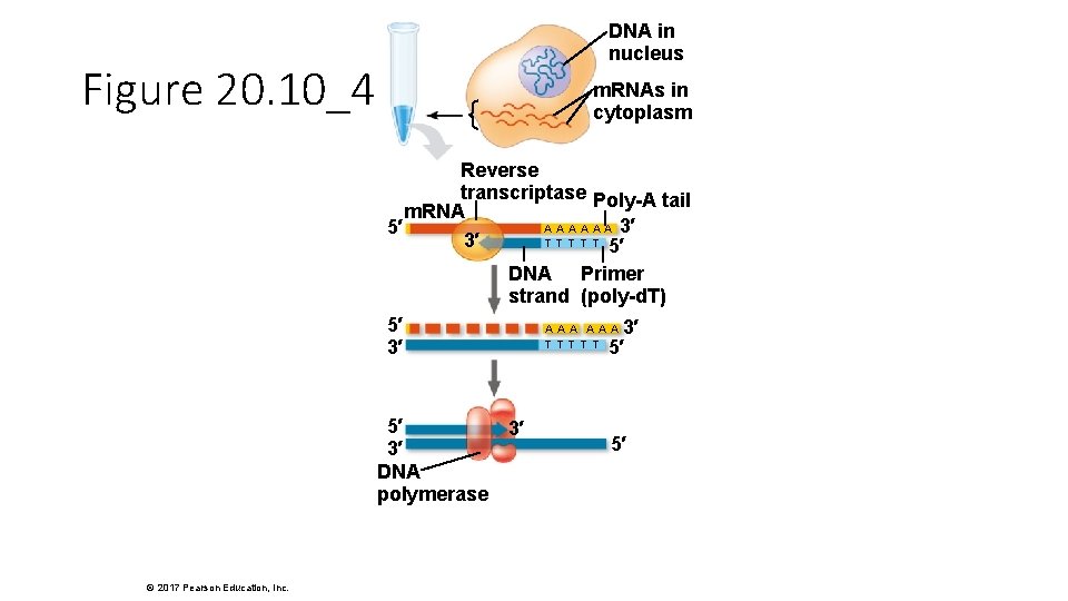 DNA in nucleus Figure 20. 10_4 m. RNAs in cytoplasm Reverse transcriptase Poly-A tail