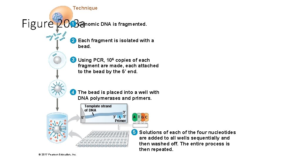 Technique Figure 20. 3 a 1 Genomic DNA is fragmented. 2 Each fragment is