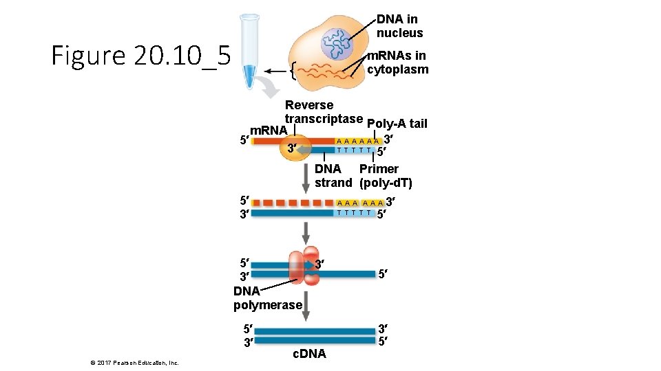 DNA in nucleus Figure 20. 10_5 m. RNAs in cytoplasm Reverse transcriptase Poly-A tail