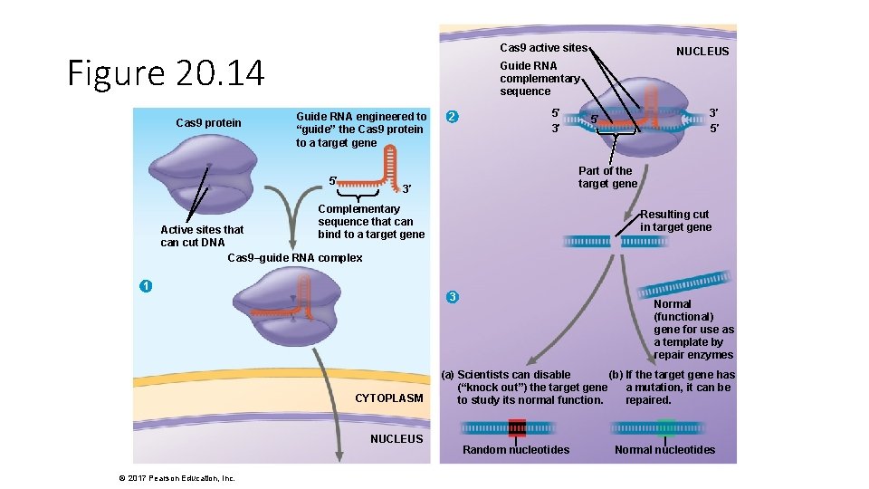 Cas 9 active sites Figure 20. 14 Cas 9 protein Guide RNA complementary sequence