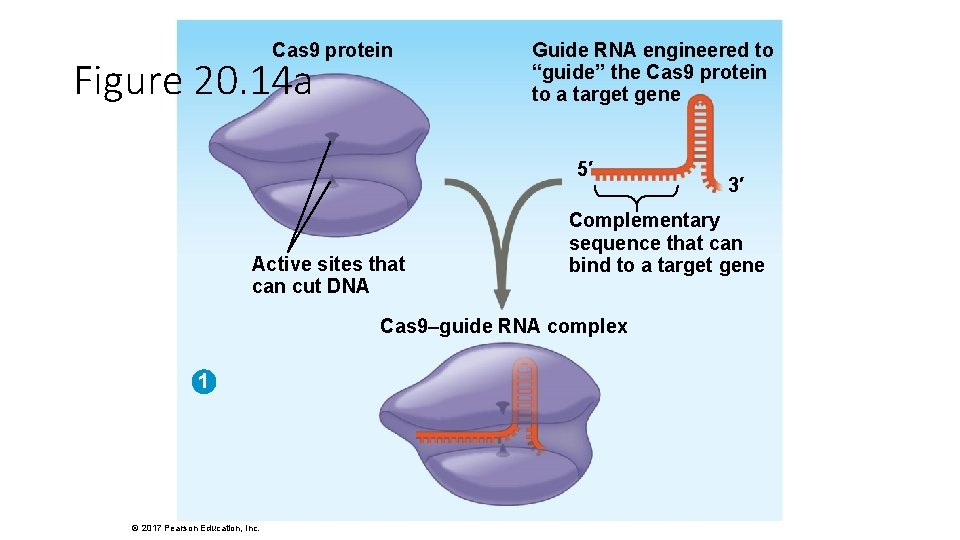 Cas 9 protein Figure 20. 14 a Guide RNA engineered to “guide” the Cas