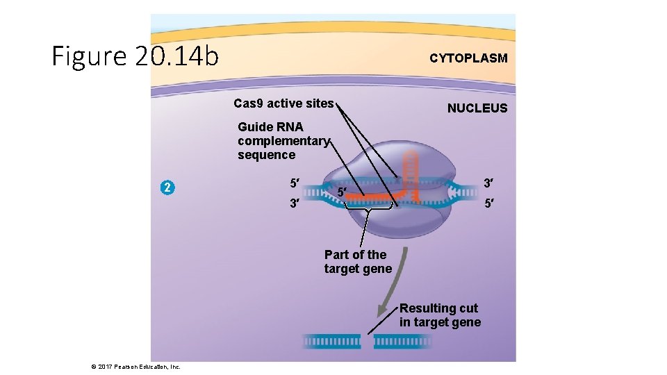 Figure 20. 14 b CYTOPLASM Cas 9 active sites NUCLEUS Guide RNA complementary sequence