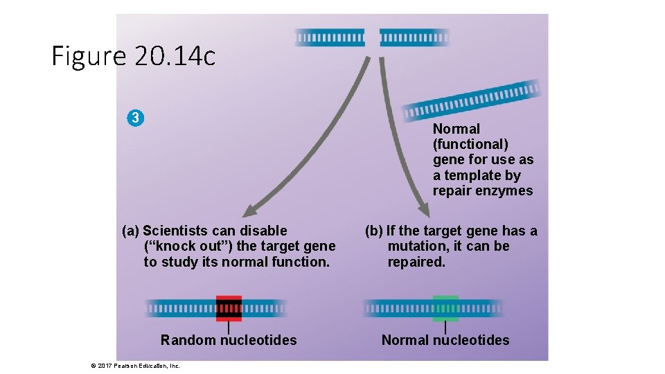 Figure 20. 14 c 3 Normal (functional) gene for use as a template by