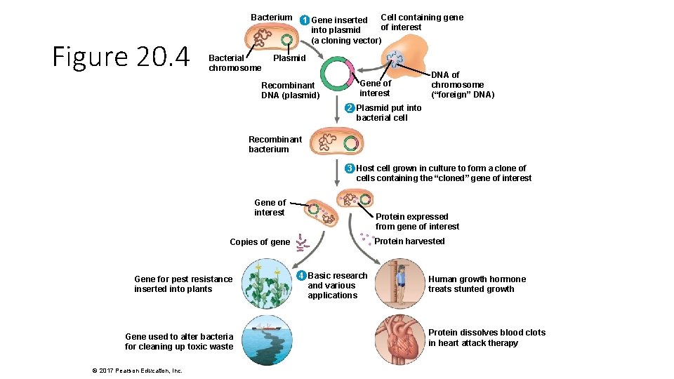 Bacterium Figure 20. 4 Bacterial chromosome Cell containing gene 1 Gene inserted of interest