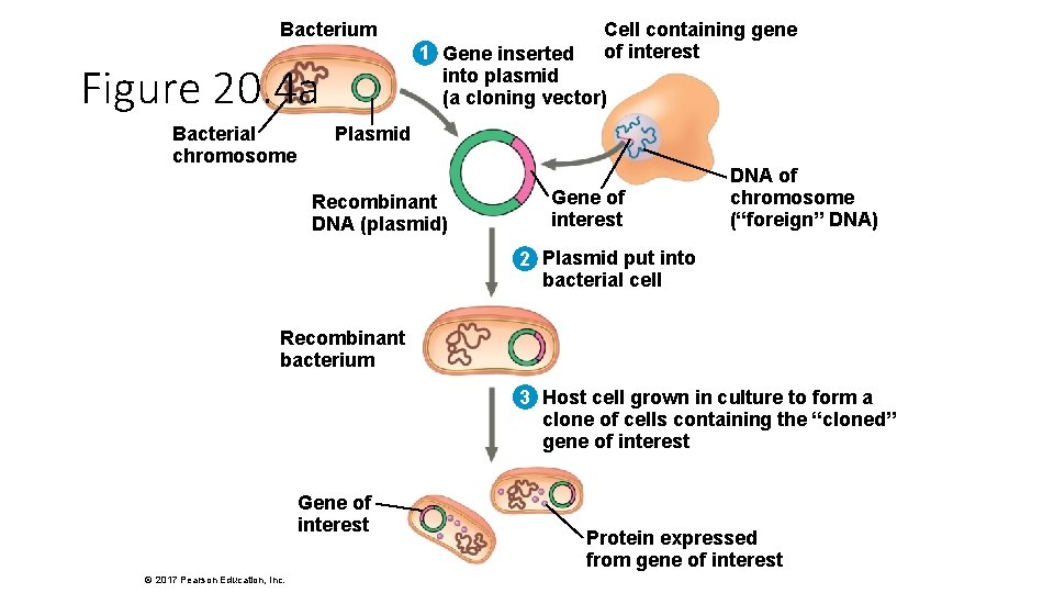 Bacterium 1 Gene inserted into plasmid (a cloning vector) Figure 20. 4 a Bacterial