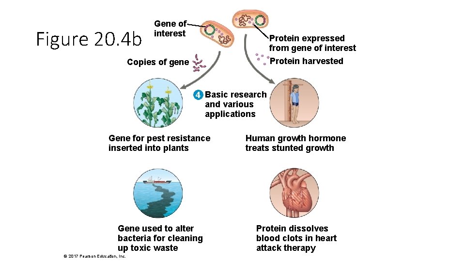 Figure 20. 4 b Gene of interest Protein expressed from gene of interest Protein