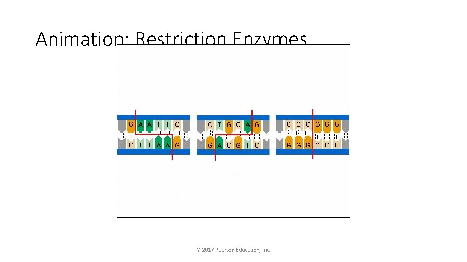 Animation: Restriction Enzymes © 2017 Pearson Education, Inc. 