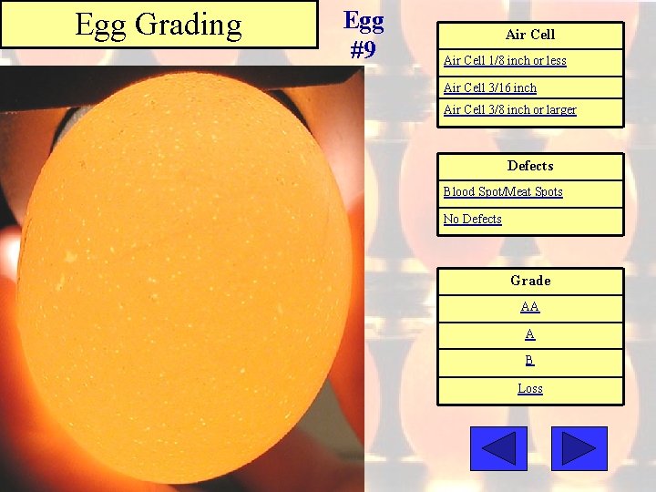 Egg Grading Egg #9 Air Cell 1/8 inch or less Air Cell 3/16 inch