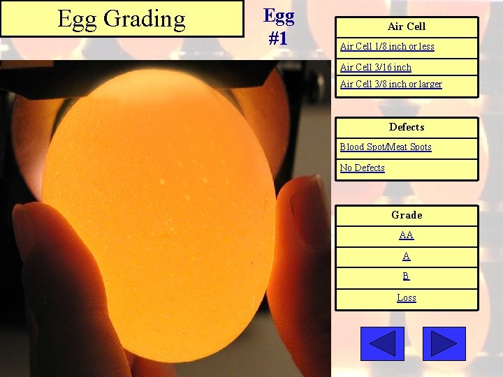 Egg Grading Egg #1 Air Cell 1/8 inch or less Air Cell 3/16 inch
