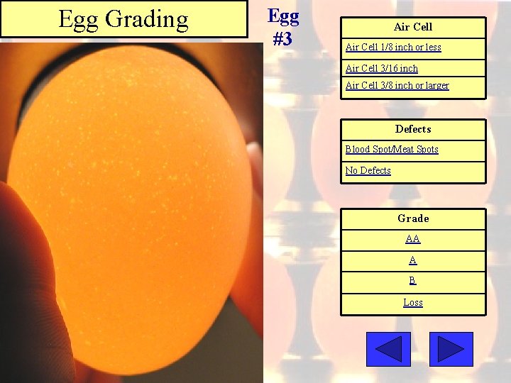 Egg Grading Egg #3 Air Cell 1/8 inch or less Air Cell 3/16 inch