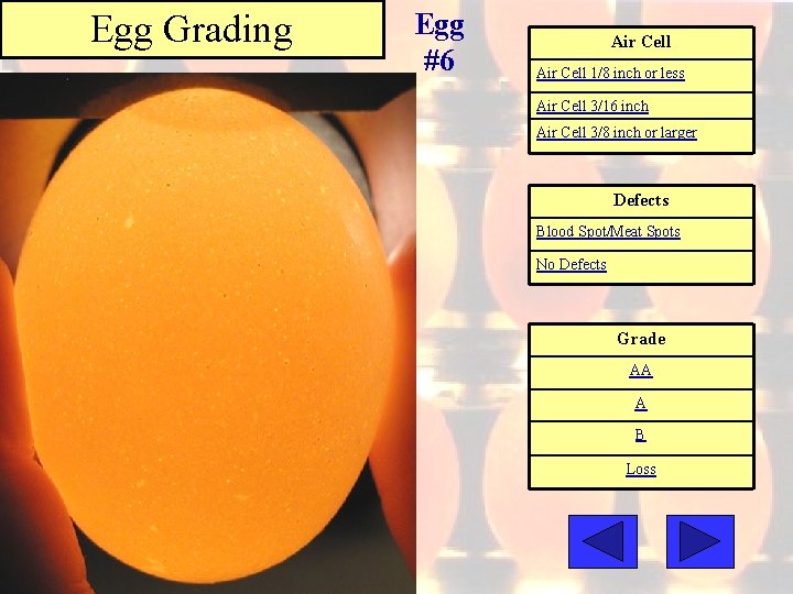 Egg Grading Egg #6 Air Cell 1/8 inch or less Air Cell 3/16 inch