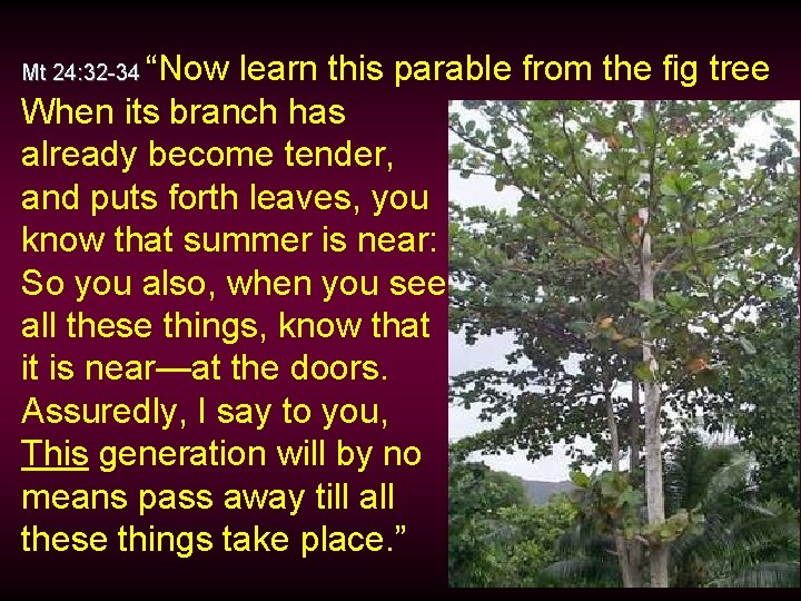 “Now learn this parable from the fig tree When its branch has already become