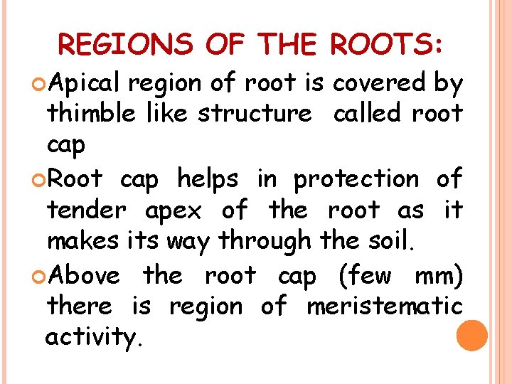 REGIONS OF THE ROOTS: Apical region of root is covered by thimble like structure