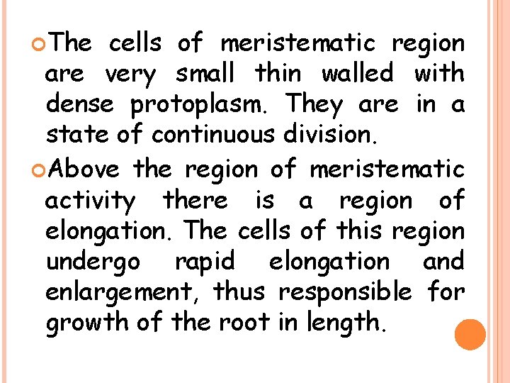  The cells of meristematic region are very small thin walled with dense protoplasm.